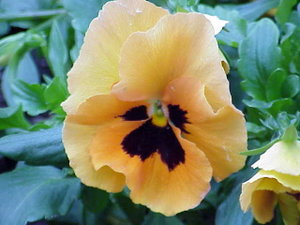Viola tricolor0.jpg