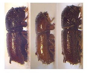 Beispiel von links nach rechts: Männchen von Pityogenes calcaratus, P.  calcographus, P. conjunctus, Imago.