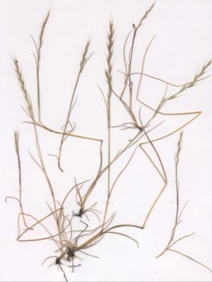 Mäuseschwanz-Federschwingel (Vulpia myuros) (Herbarbeleg)