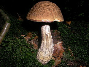 Hainbuchenröhrling (Leccinum griseum)