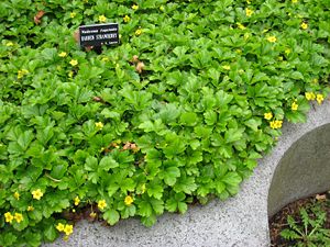 Waldsteinia fragarioides - in Mount Auburn Cemetery.JPG