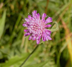 Wald-Witwenblume (Knautia dipsacifolia)