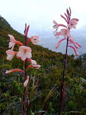 Watsonia tabularis  am Naturstandort: Tafelberg, Kapstadt.