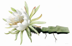 Weberocereus glaber - The Cactaceae.jpg