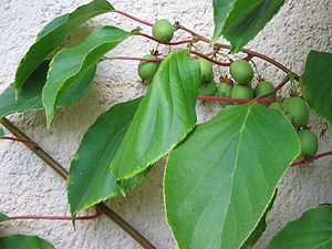 Zweig der Actinidia arguta-Sorte 'Weiki' mit Laubblättern und Früchten