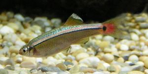Kardinalfisch (Tanichthys albonubes)