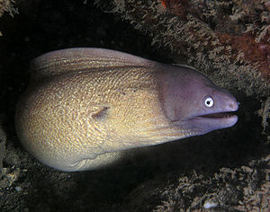White eyed moray eel.jpg