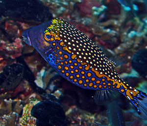 Weißpunkt-Kofferfisch (Ostracion meleagris), ♂