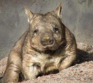 Südlicher Haarnasenwombat (Lasiorhinus latifrons)