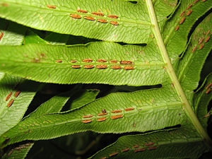 Sori des Wurzelnden Kettenfarns (Woodwardia radicans)