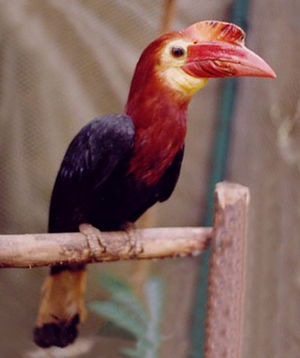 Panayhornvogel (Aceros waldeni)