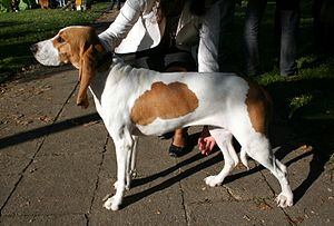 Schweizer Laufhund