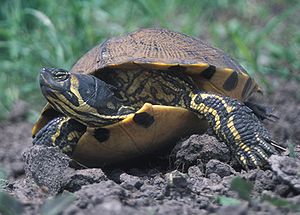 Nordamerikanische Buchstaben-Schmuckschildkröte