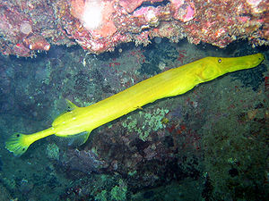 Pazifischer Trompetenfisch, gelbe Farbmorphe.