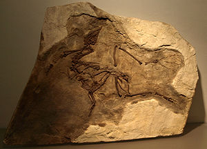 Der Holotyp im Chinesischen Paläozoologischen Museum.