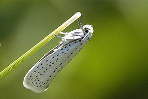 Traubenkirschen-Gespinstmotte (Yponomeuta evonymella)