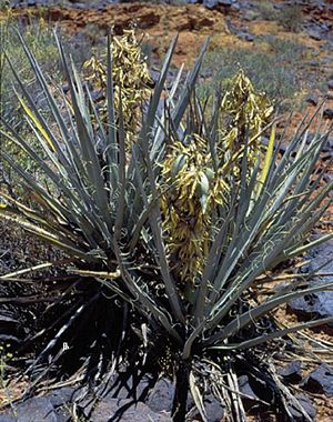 Yucca baccata subsp. vespertina fh 1183.5 AZ Mit Früchten in Arizona