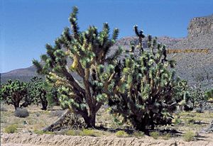 Yucca brevifolia subsp. herbertiiTypisches Exemplar in California