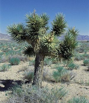 Yucca brevifolia subsp. jaegeriana Nach der Blüte im Juni in Nevada