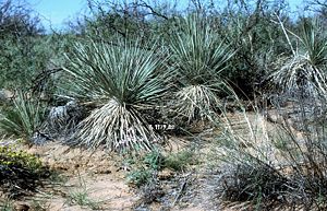 Yucca campestris mit kurzen Stämmen in Texas