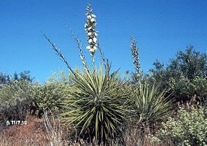 Yucca elata subsp. utahensis in Süd-Utah.