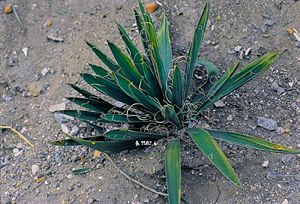 Altes Exemplar von Yucca filamentosa in South Carolina.