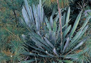 Yucca filamentosa subsp. concavaTypisches Exemplar in North Carolina