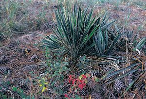 Yucca filamentosa subsp. smalliana (fh 1182.14 GA) Typisches Exemplar in Georgia
