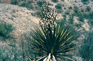 Yucca grandiflora mit dichtem Blütenstand in Mexiko