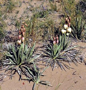 Yucca harrimaniae subsp. sterilis im Mai in Blüte in Utah