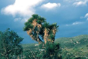 Yucca periculosa typisches Exemplar in Mexiko