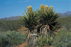 Yucca schidigera kleine Gruppe in Blüte in Kalifornien