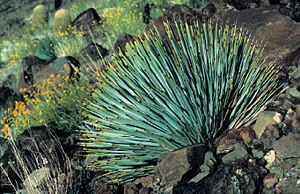 Yucca whipplei subsp. newberryiTypisches Exemplar im Inneren Grand Canyon in Arizona