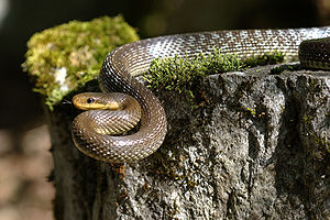 Äskulapnatter (Zamenis longissimus)