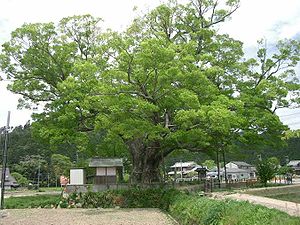 Japanische Zelkove (Zelkova serrata)