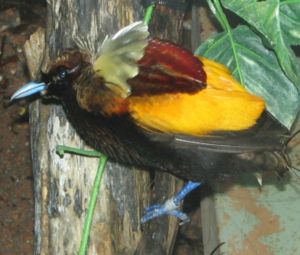 Sichelschwanz-Paradiesvogel (Cicinnurius magnificus)