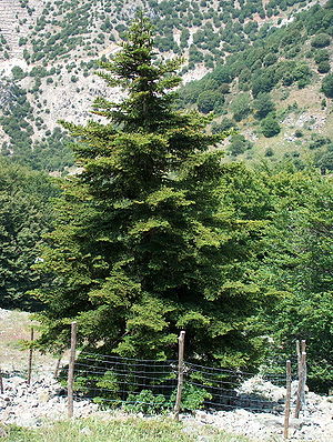 Abies nebrodensis