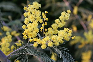 Blühende Silber-Akazie (Acacia dealbata)