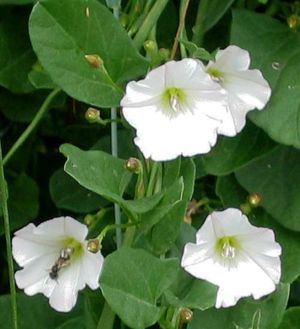 Ackerwinde (Convolvulus arvensis)