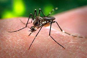 Aedes aegypti, einen Menschen stechend. Beachte die leierförmige Zeichnung auf dem Thorax.