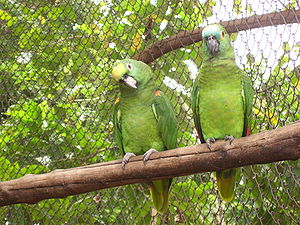 Rotbugamazone (Amazona aestiva)
