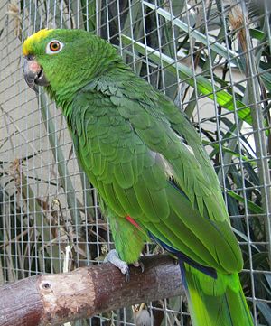 Gelbscheitelamazone (Amazona ochrocephala ochrocephala)