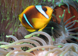 Rotmeer-Anemonenfisch (Amphiprion bicinctus)