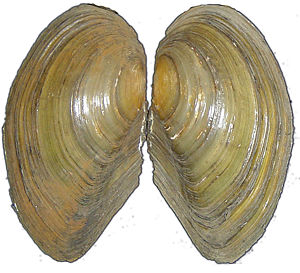 Gemeine Teichmuschel (Anodonta cf. anatina)
