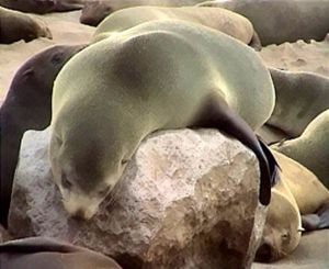 Südafrikanischer Seebär am Cape Cross, Namibia