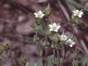Quendel-Sandkraut (Arenaria serpyllifolia)