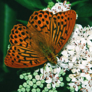 Kaisermantel (Argynnis paphia) ♂