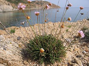 Soleirols Grasnelke (Armeria soleirolii)