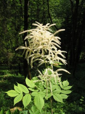 Wald-Geißbart (Aruncus dioicus)