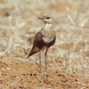 Stelzenbrachschwalbe (Stiltia isabella)